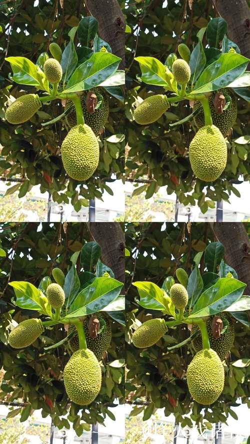 菠萝蜜视频在线下载